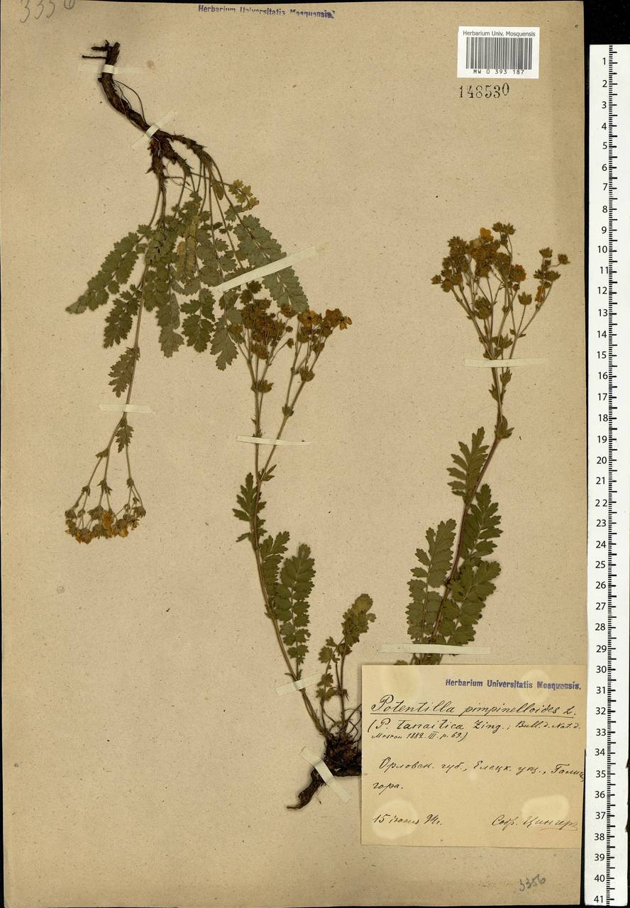 Potentilla pimpinelloides L., Eastern Europe, Central forest-and-steppe region (E6) (Russia)