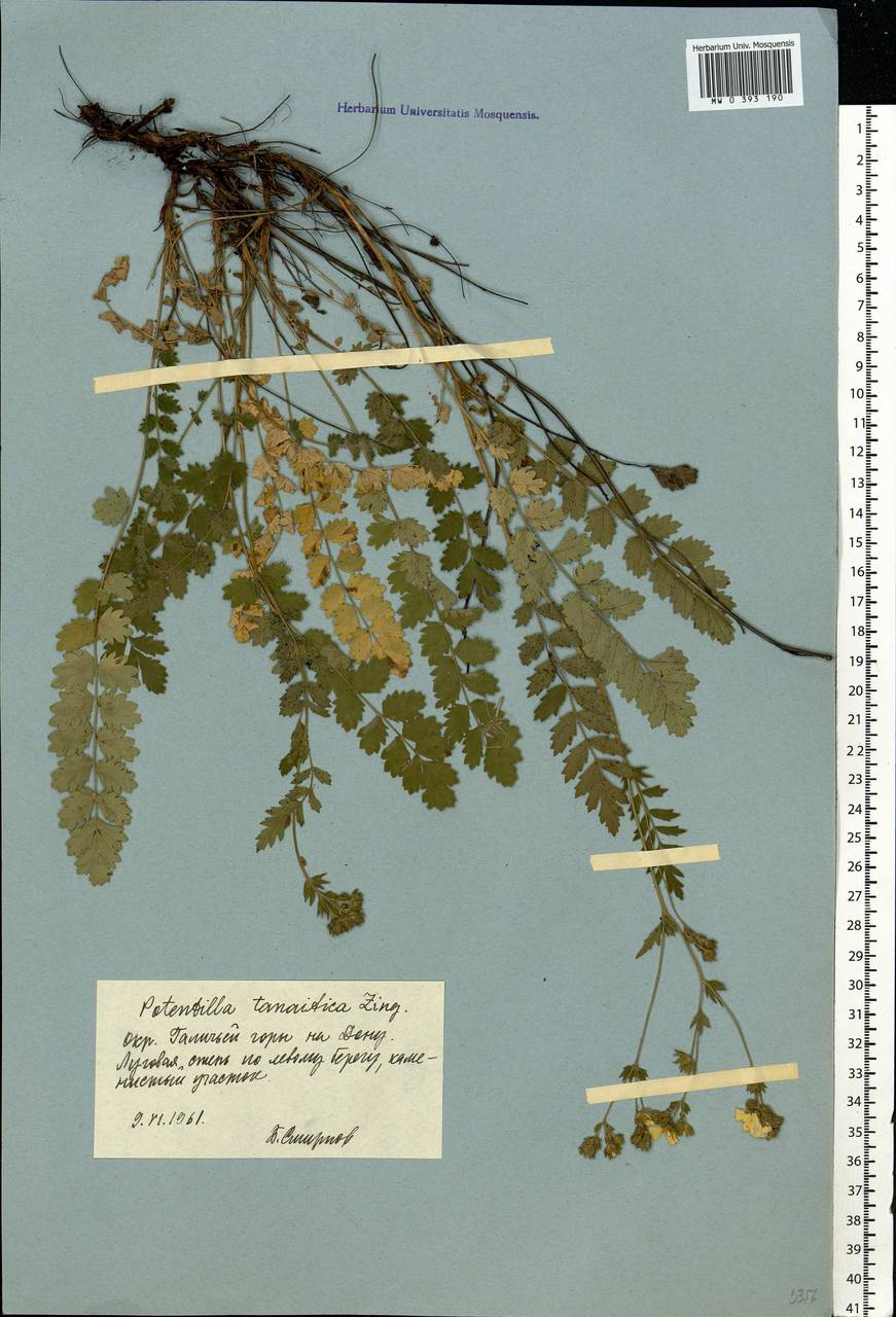 Potentilla pimpinelloides L., Eastern Europe, Central forest-and-steppe region (E6) (Russia)