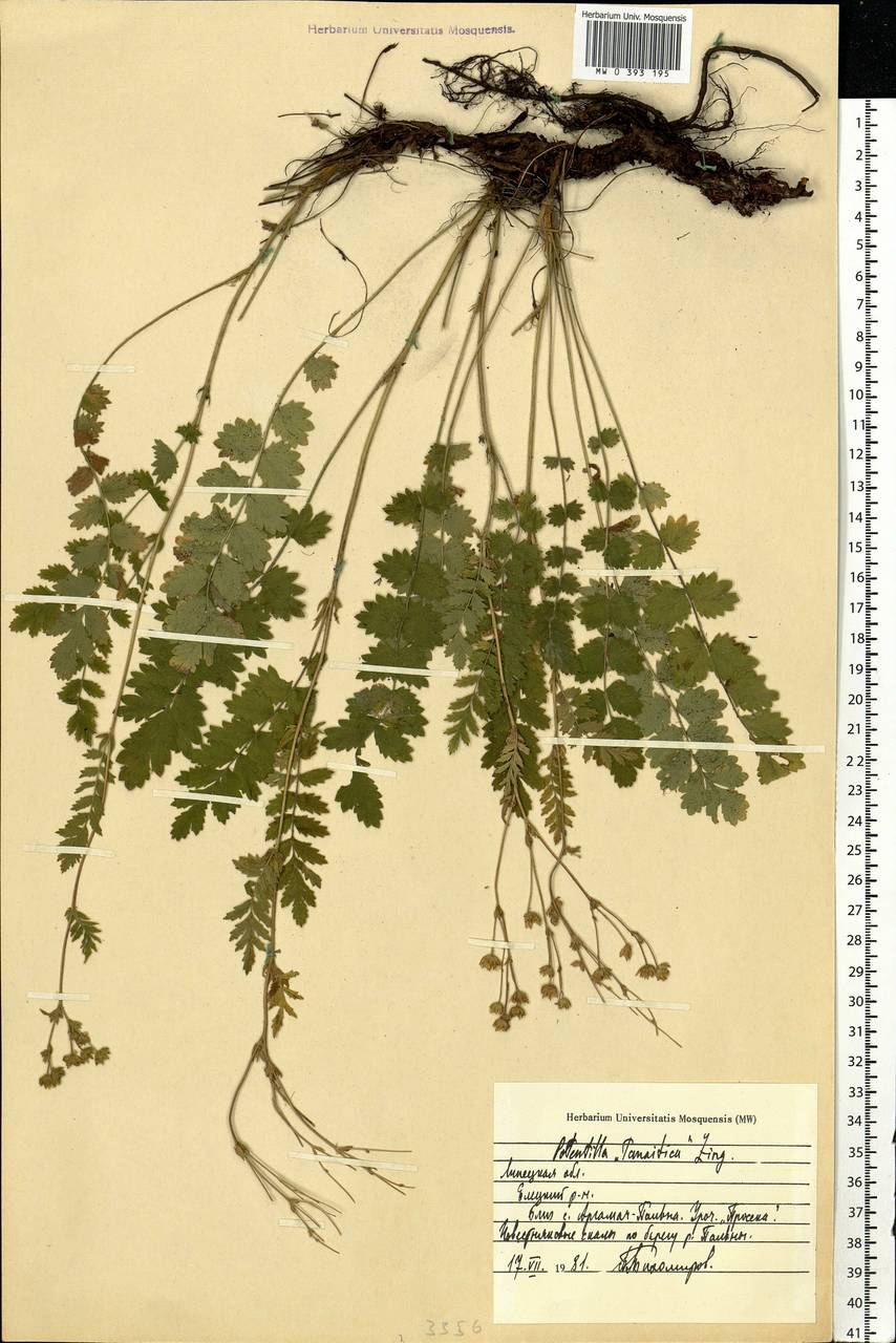 Potentilla pimpinelloides L., Eastern Europe, Central forest-and-steppe region (E6) (Russia)