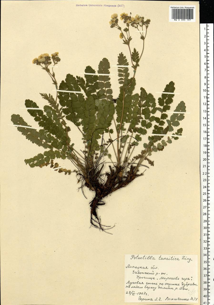 Potentilla pimpinelloides L., Eastern Europe, Central forest-and-steppe region (E6) (Russia)
