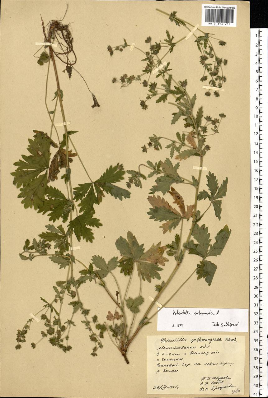 Potentilla intermedia L., Eastern Europe, Eastern region (E10) (Russia)
