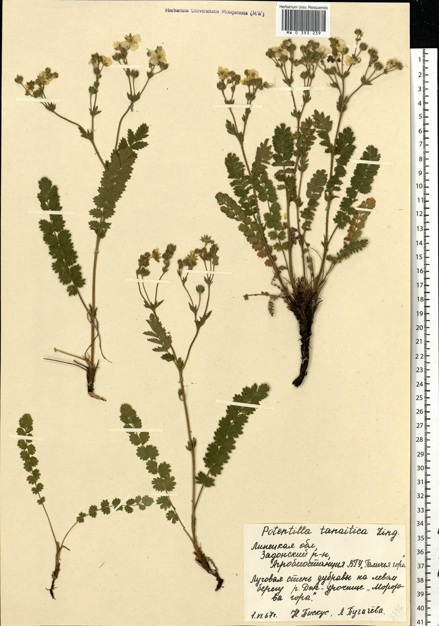 Potentilla pimpinelloides L., Eastern Europe, Central forest-and-steppe region (E6) (Russia)