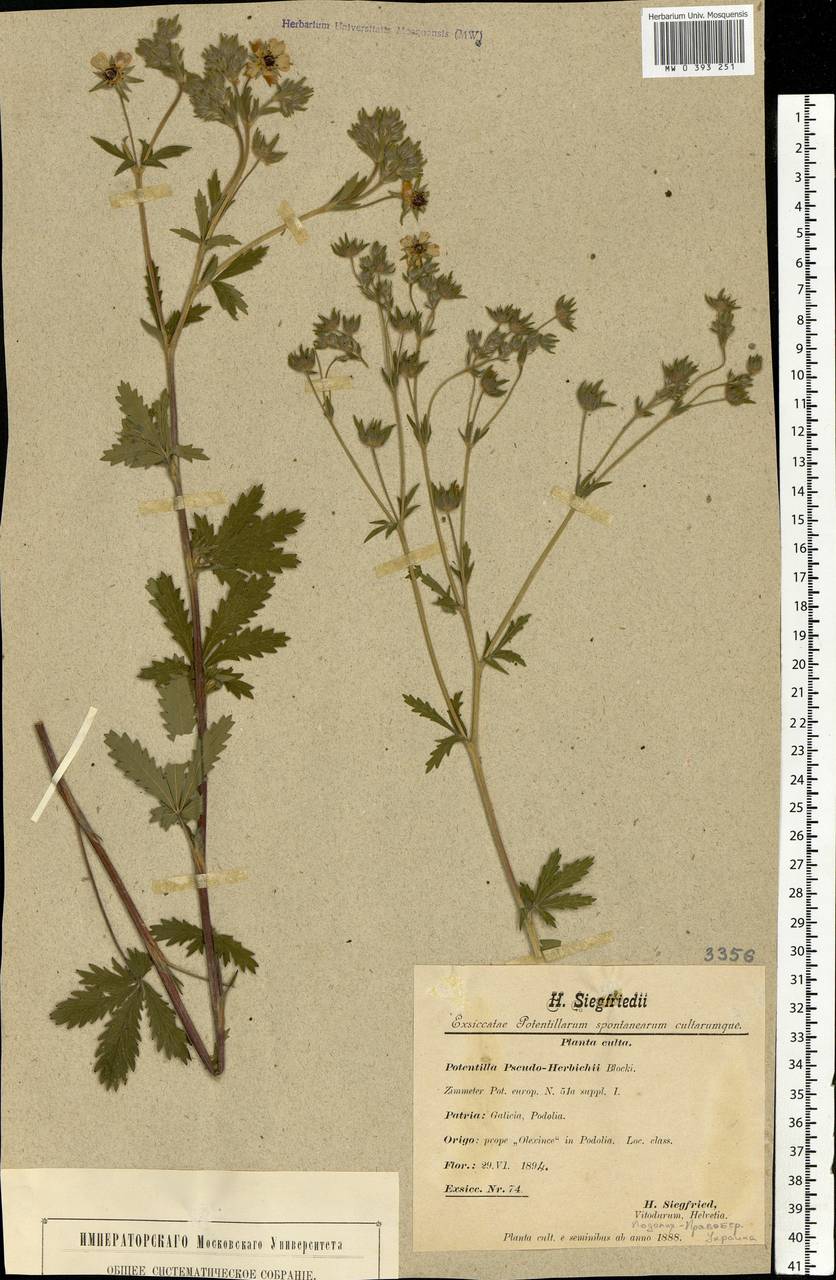 Potentilla pseudoherbichii, Eastern Europe, West Ukrainian region (E13) (Ukraine)