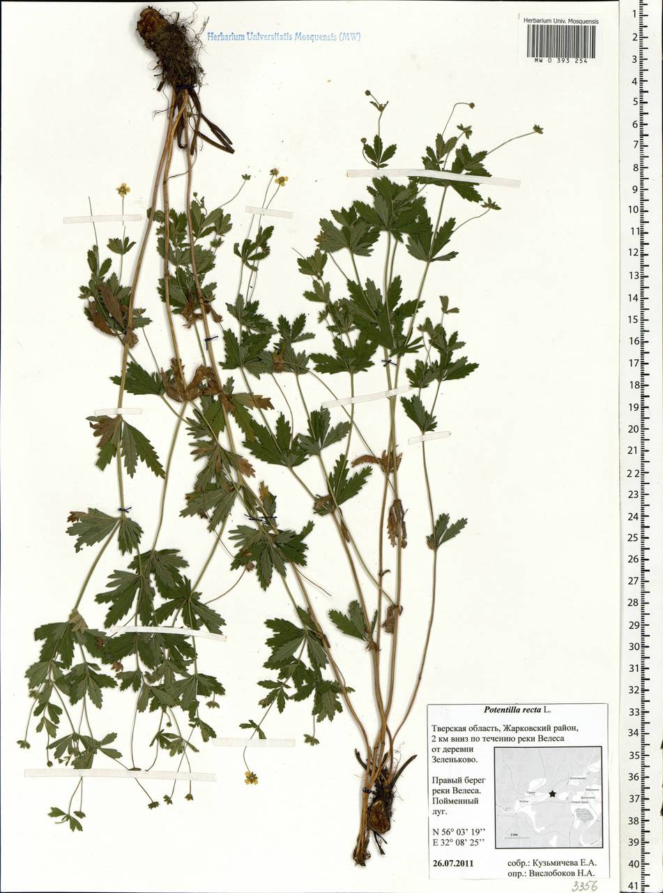 Potentilla recta L., Eastern Europe, North-Western region (E2) (Russia)