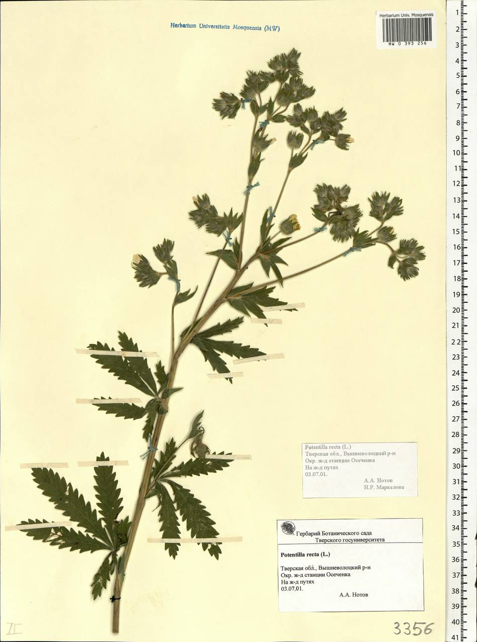 Potentilla recta L., Eastern Europe, North-Western region (E2) (Russia)
