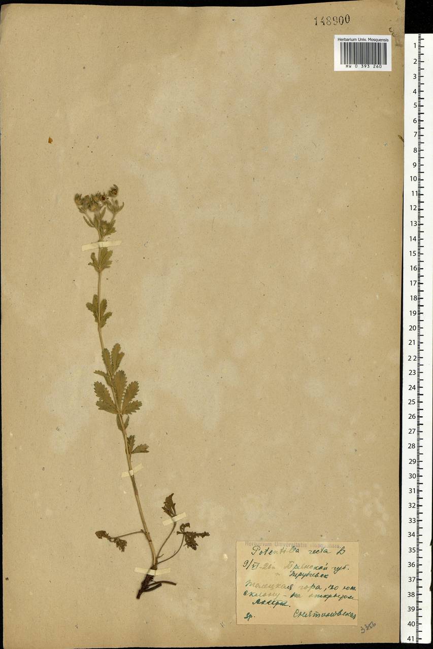 Potentilla recta L., Eastern Europe, Western region (E3) (Russia)