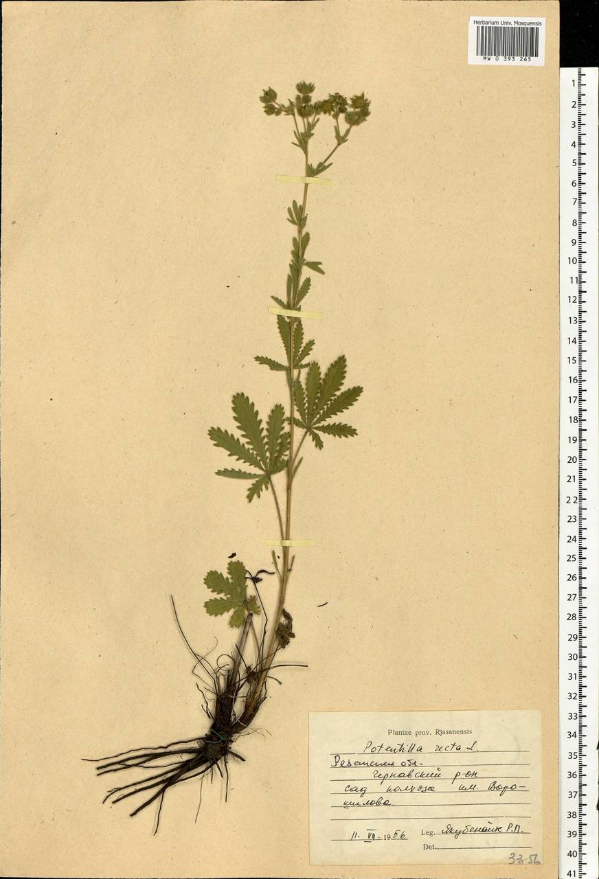 Potentilla recta L., Eastern Europe, Central region (E4) (Russia)