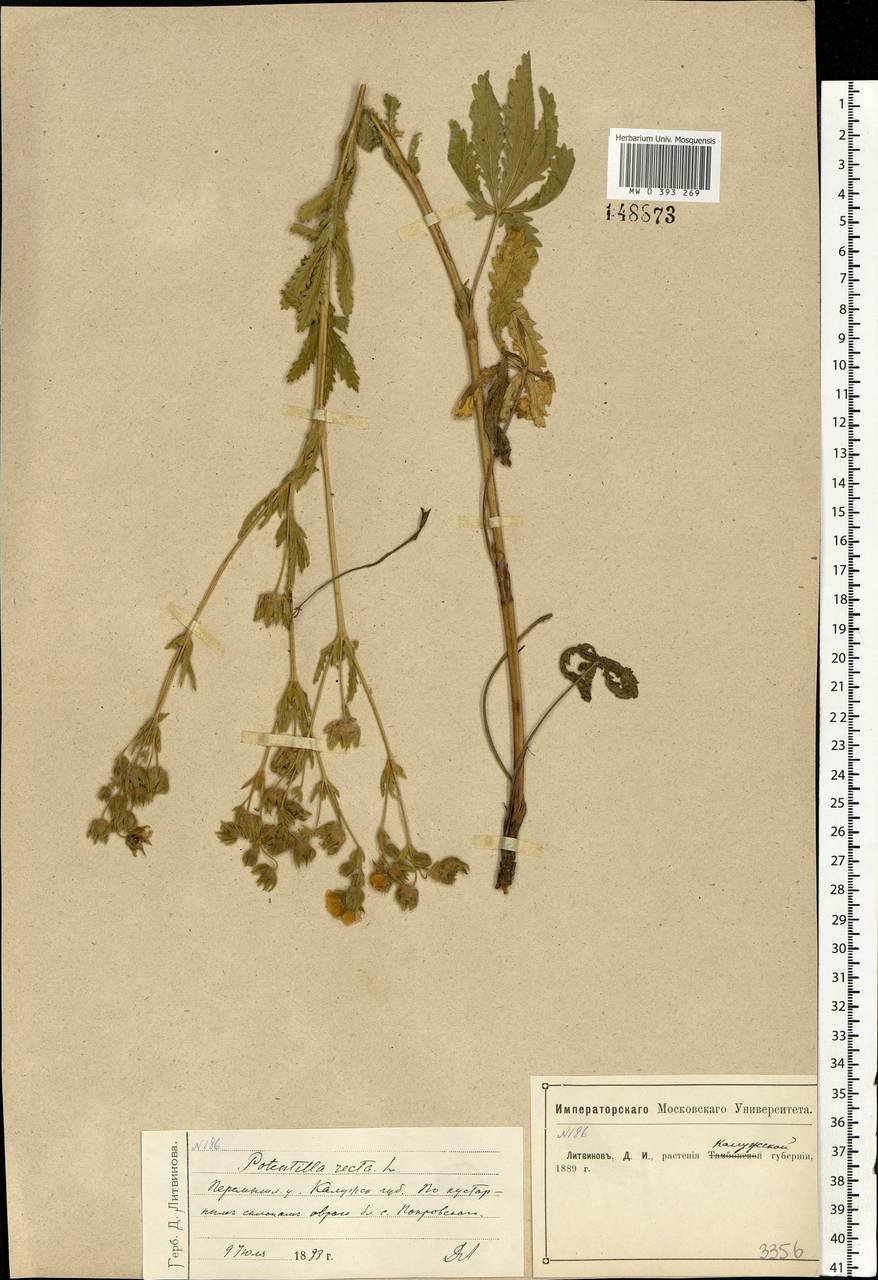 Potentilla recta L., Eastern Europe, Central region (E4) (Russia)