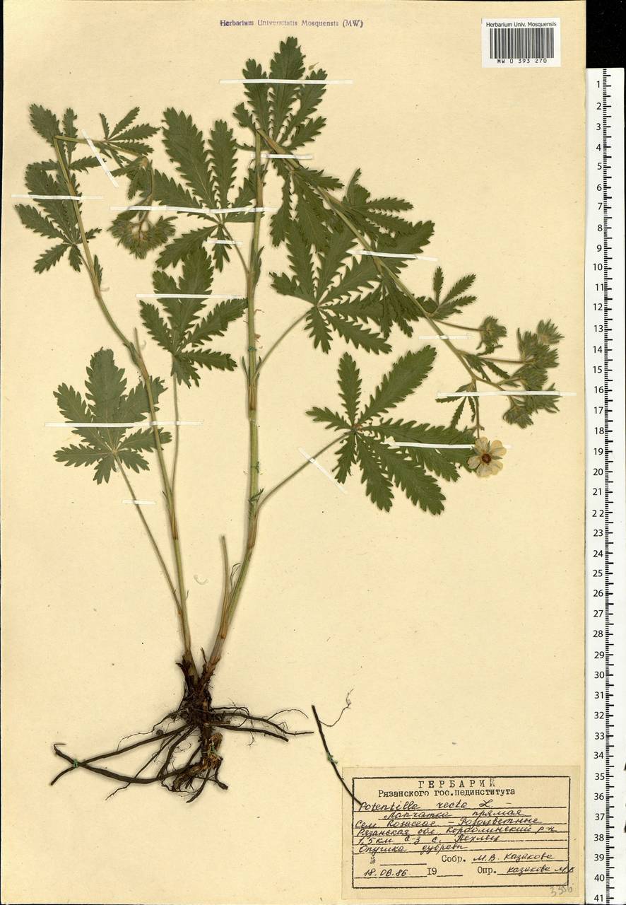 Potentilla recta L., Eastern Europe, Central region (E4) (Russia)