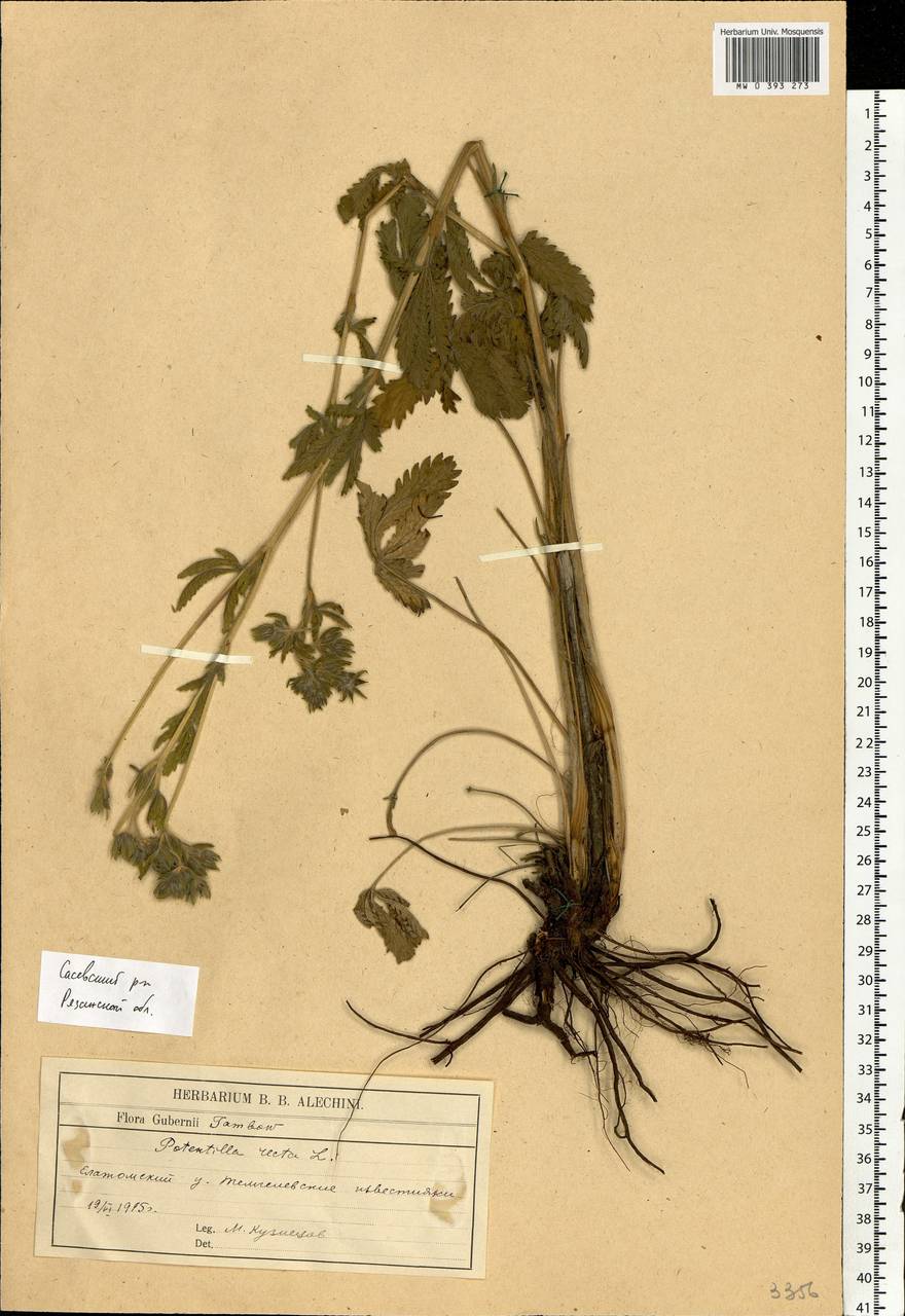 Potentilla recta L., Eastern Europe, Central region (E4) (Russia)