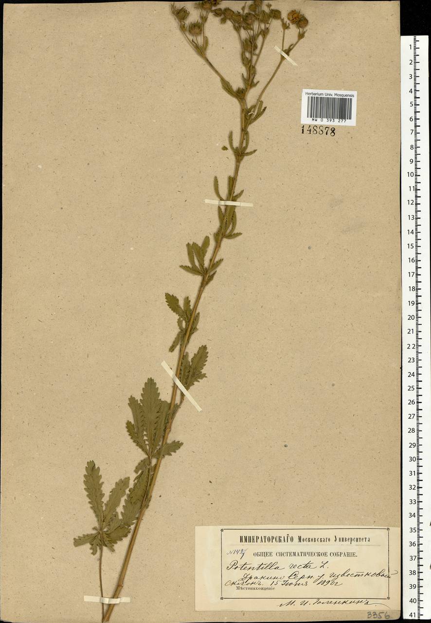 Potentilla recta L., Eastern Europe, Moscow region (E4a) (Russia)