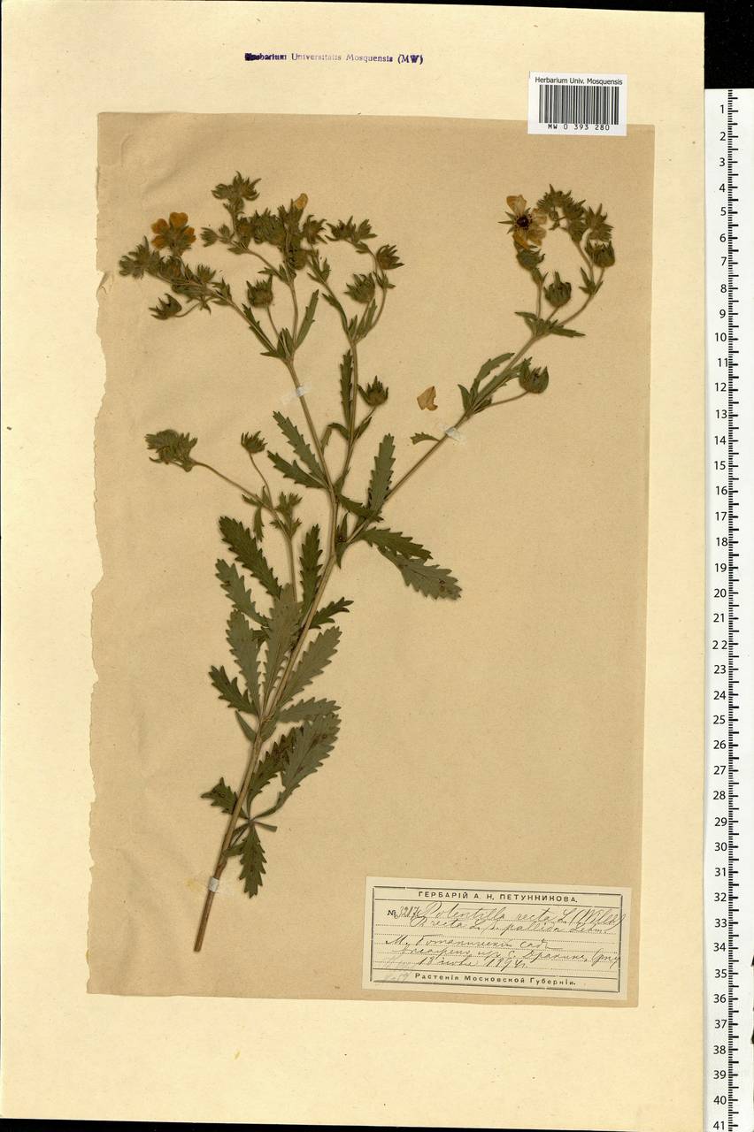 Potentilla recta L., Eastern Europe, Moscow region (E4a) (Russia)