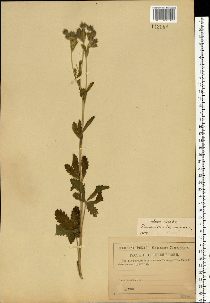 Potentilla recta L., Eastern Europe, Central forest region (E5) (Russia)