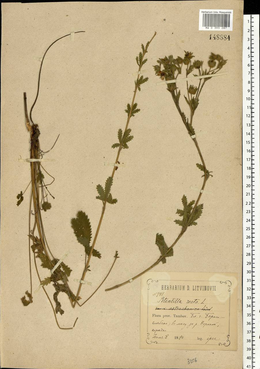Potentilla recta L., Eastern Europe, Central forest-and-steppe region (E6) (Russia)
