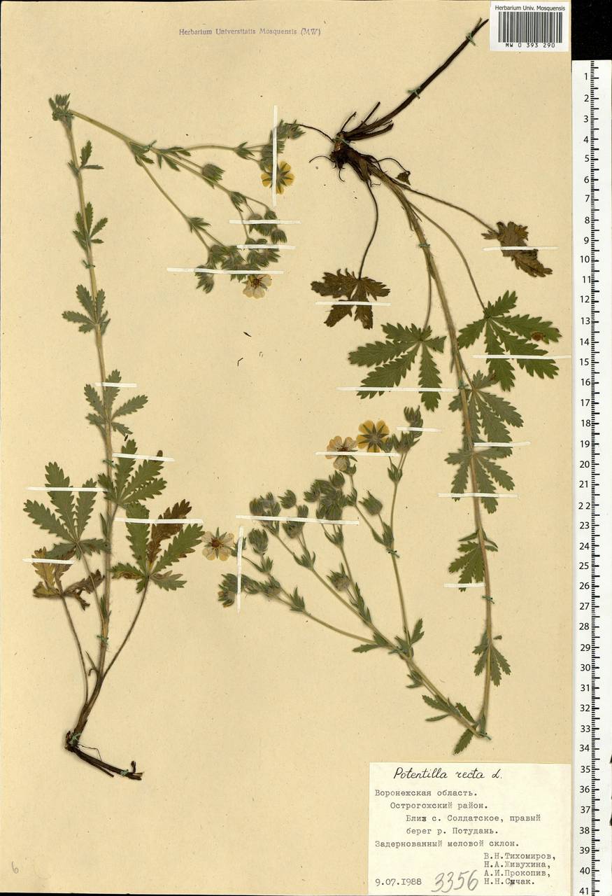 Potentilla recta L., Eastern Europe, Central forest-and-steppe region (E6) (Russia)