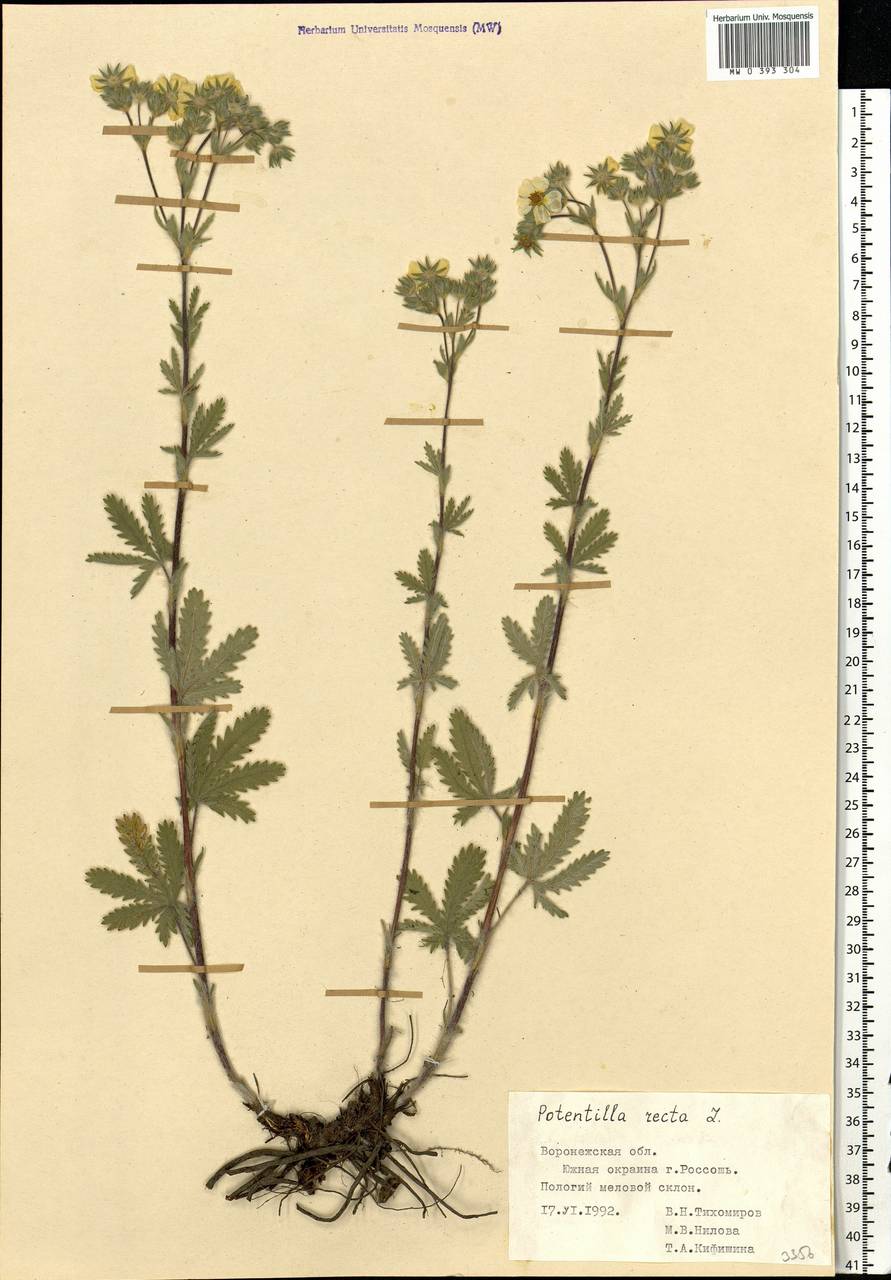 Potentilla recta L., Eastern Europe, Central forest-and-steppe region (E6) (Russia)