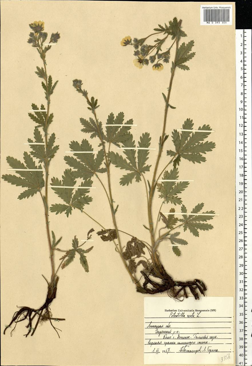 Potentilla recta L., Eastern Europe, Central forest-and-steppe region (E6) (Russia)