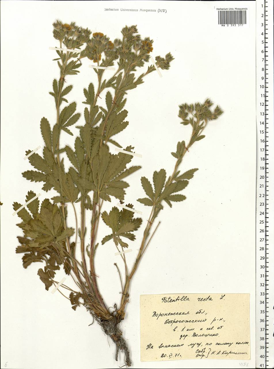 Potentilla recta L., Eastern Europe, Central forest-and-steppe region (E6) (Russia)