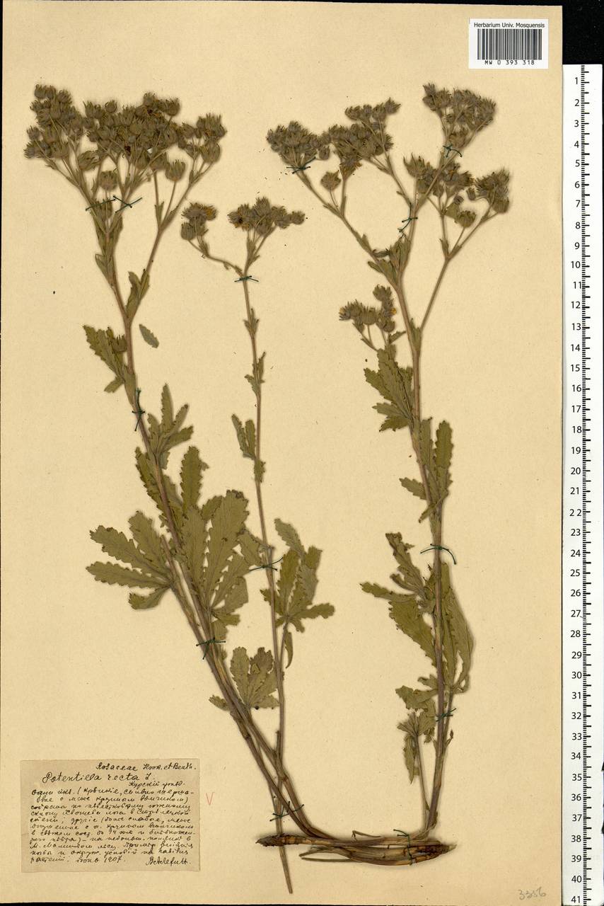 Potentilla recta L., Eastern Europe, Central forest-and-steppe region (E6) (Russia)