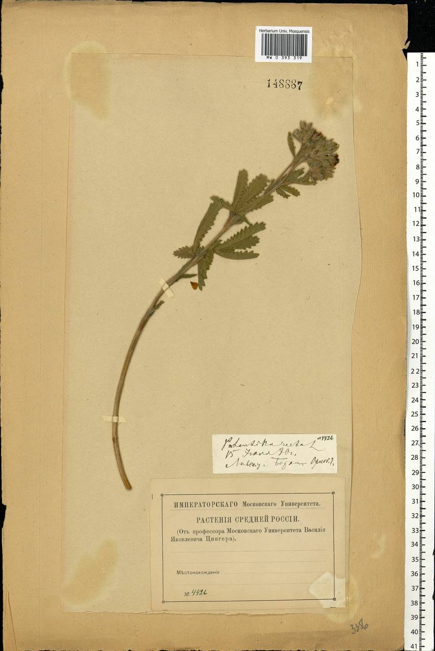 Potentilla recta L., Eastern Europe, Central forest-and-steppe region (E6) (Russia)