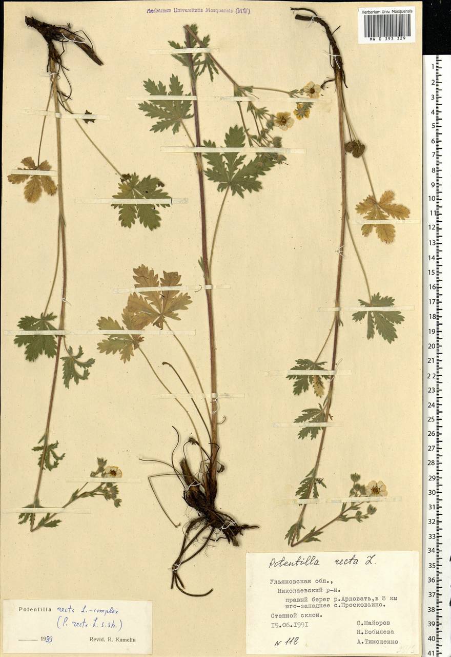 Potentilla recta L., Eastern Europe, Middle Volga region (E8) (Russia)