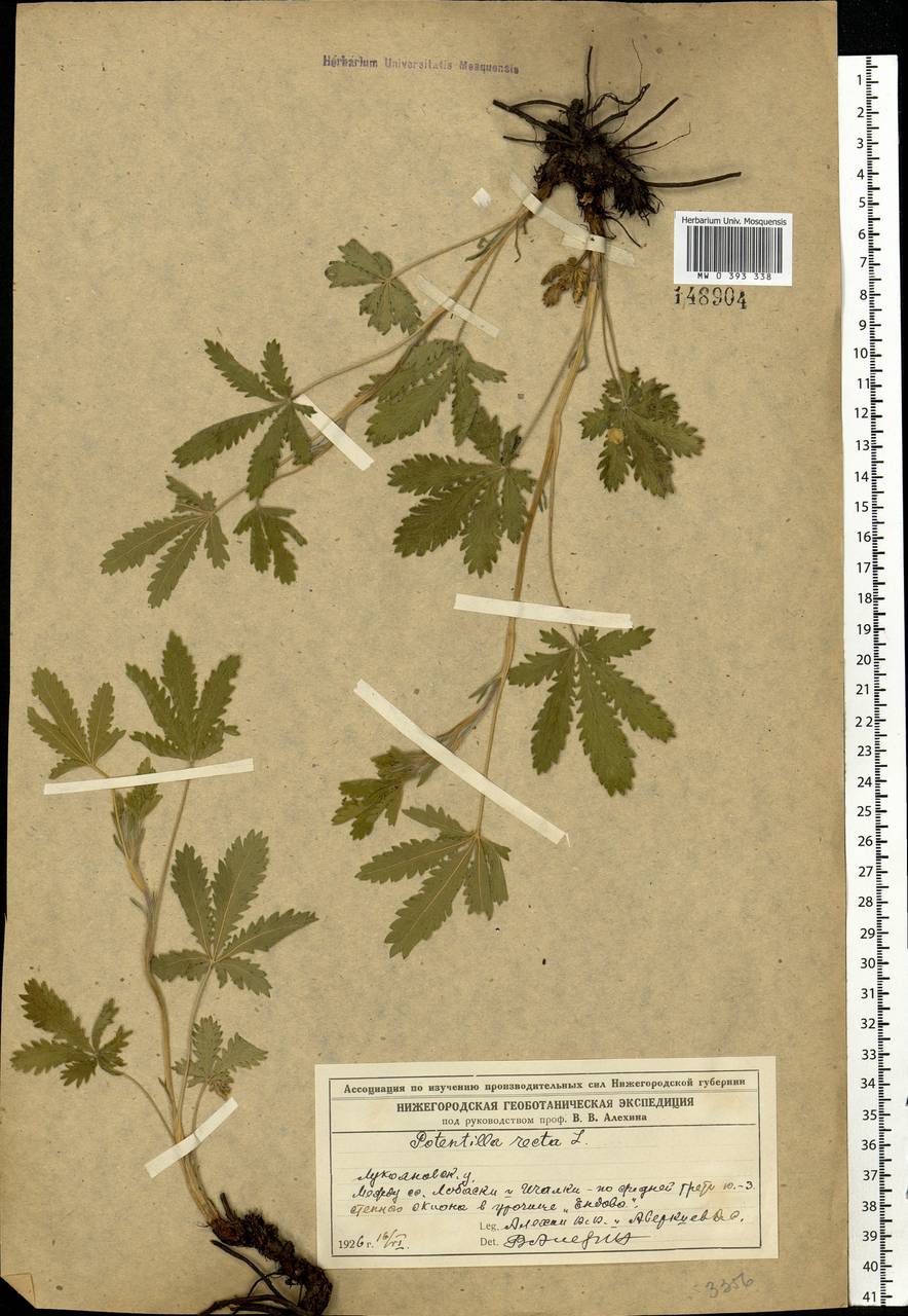 Potentilla recta L., Eastern Europe, Middle Volga region (E8) (Russia)