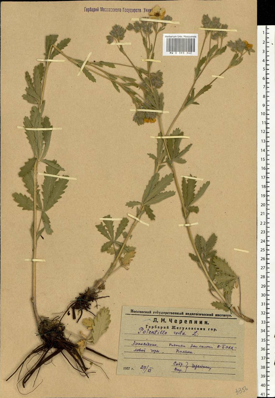 Potentilla recta L., Eastern Europe, Middle Volga region (E8) (Russia)