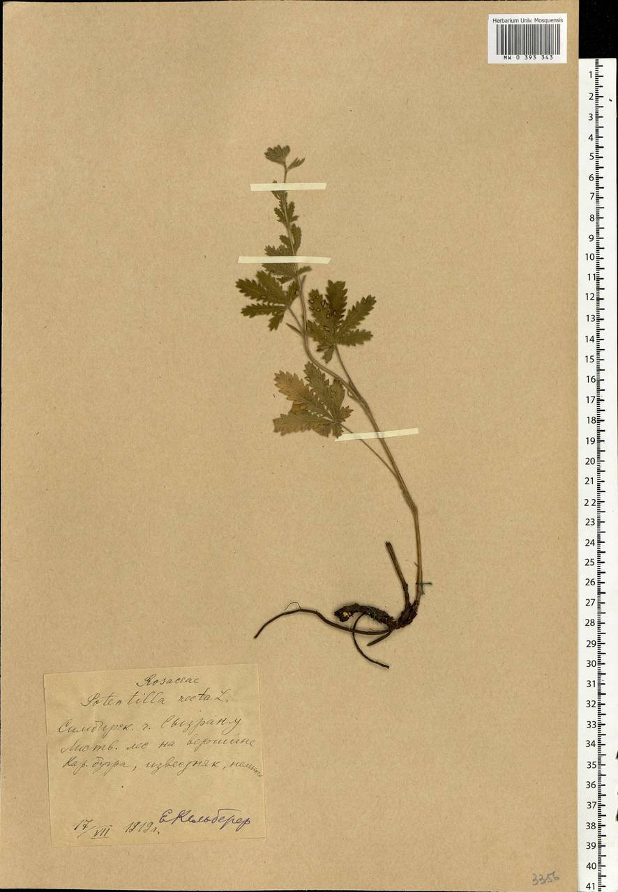 Potentilla recta L., Eastern Europe, Middle Volga region (E8) (Russia)