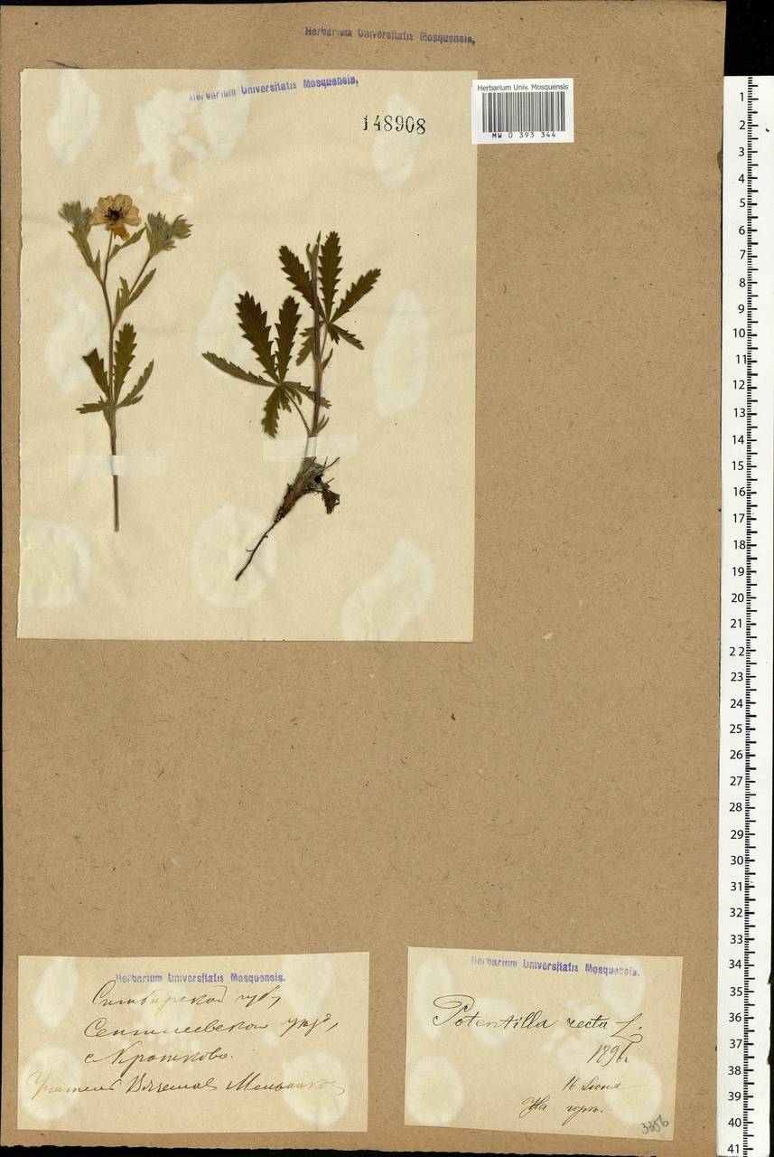 Potentilla recta L., Eastern Europe, Middle Volga region (E8) (Russia)