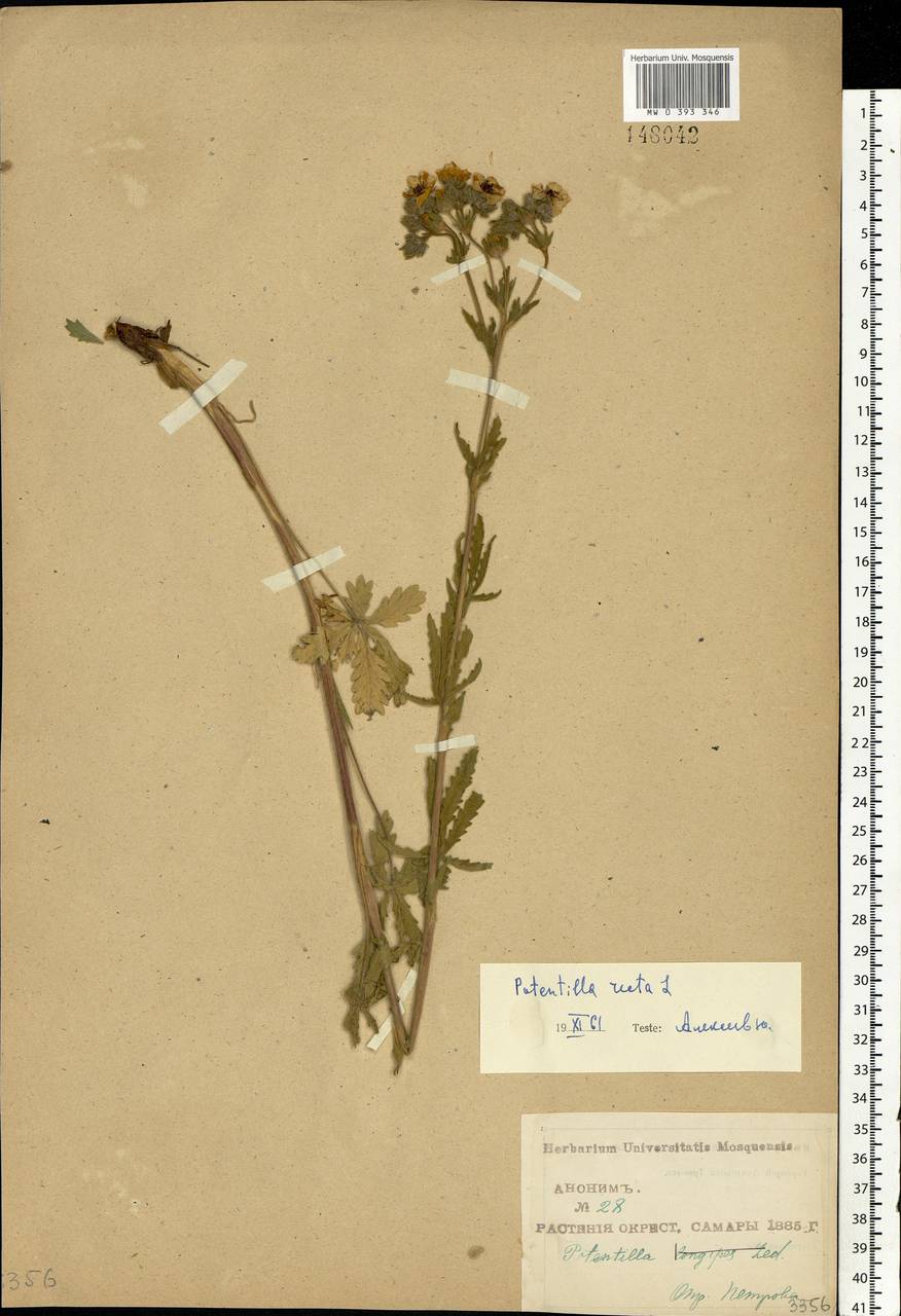 Potentilla recta L., Eastern Europe, Middle Volga region (E8) (Russia)