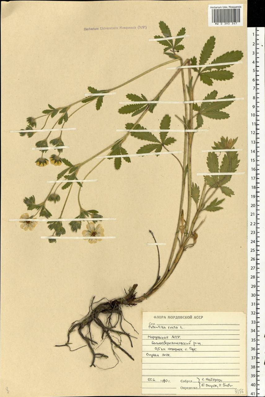 Potentilla recta L., Eastern Europe, Middle Volga region (E8) (Russia)