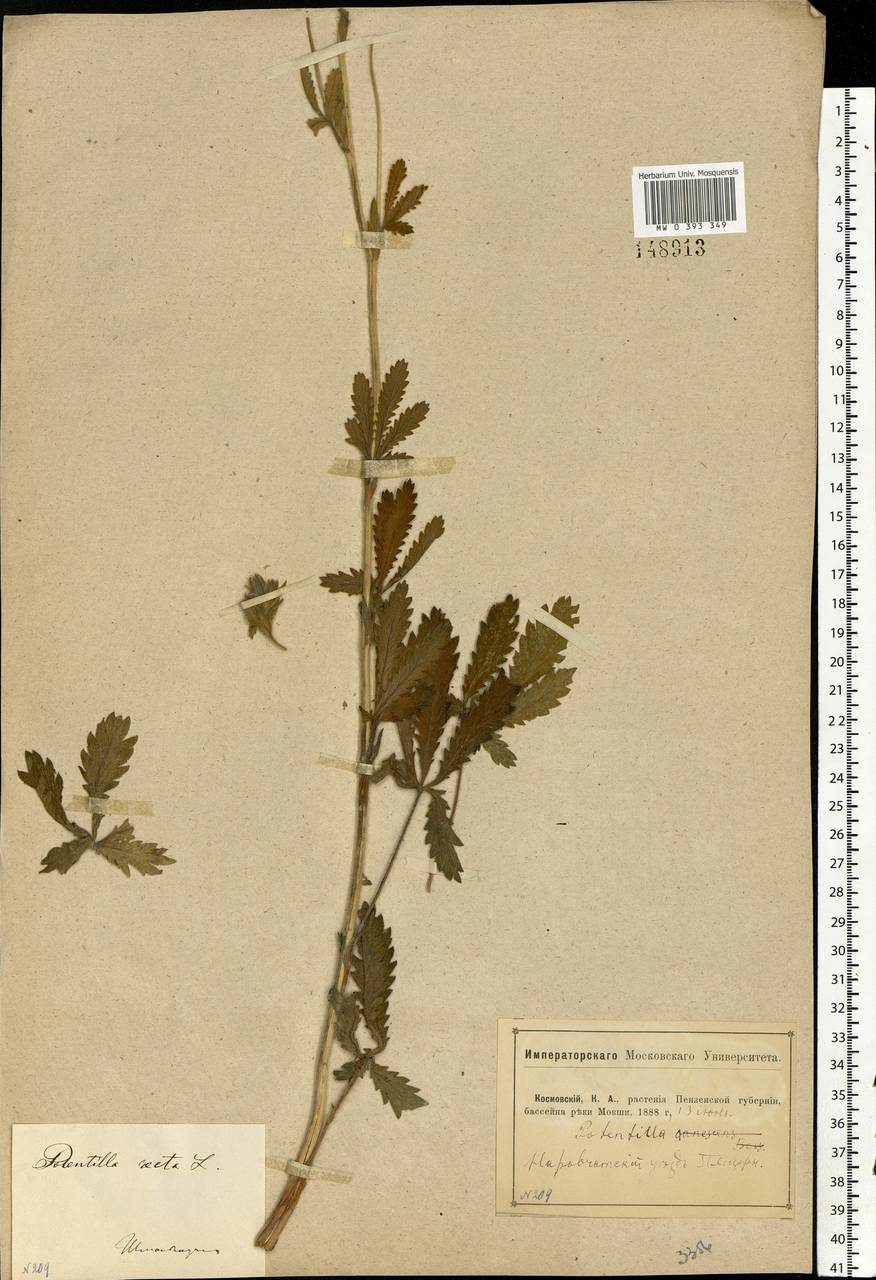 Potentilla recta L., Eastern Europe, Middle Volga region (E8) (Russia)
