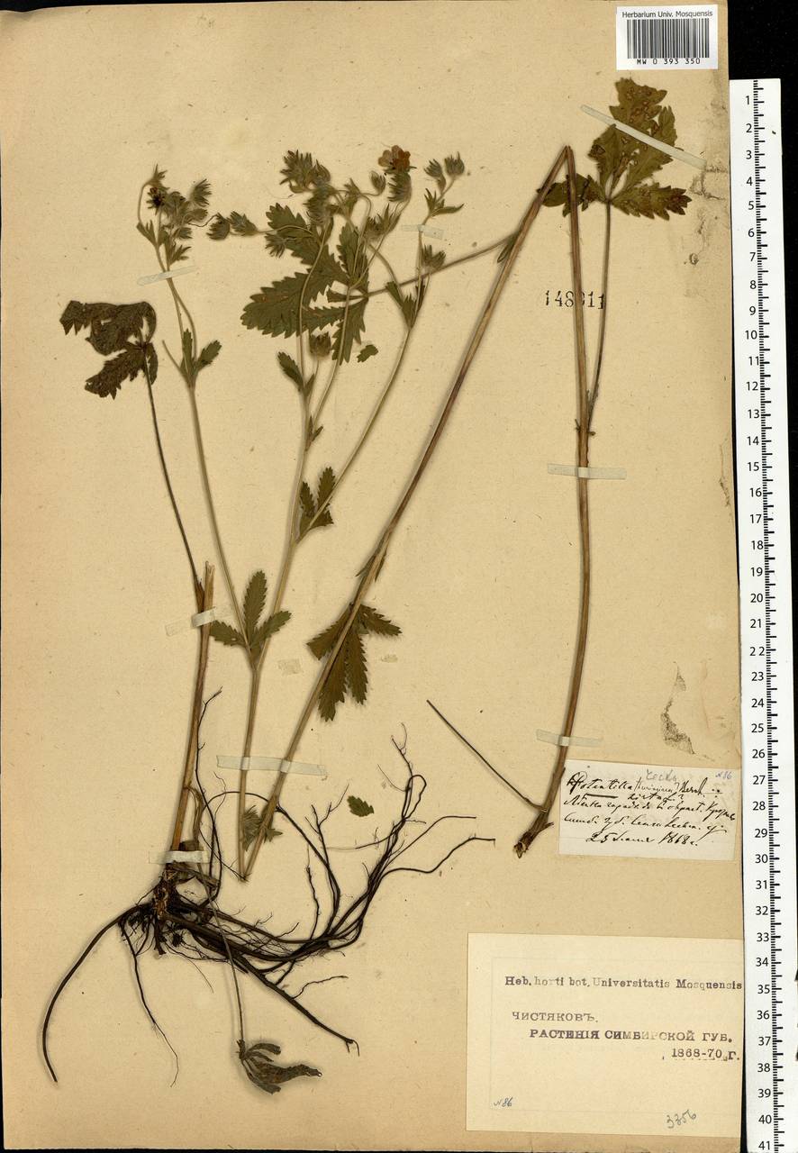 Potentilla recta L., Eastern Europe, Middle Volga region (E8) (Russia)