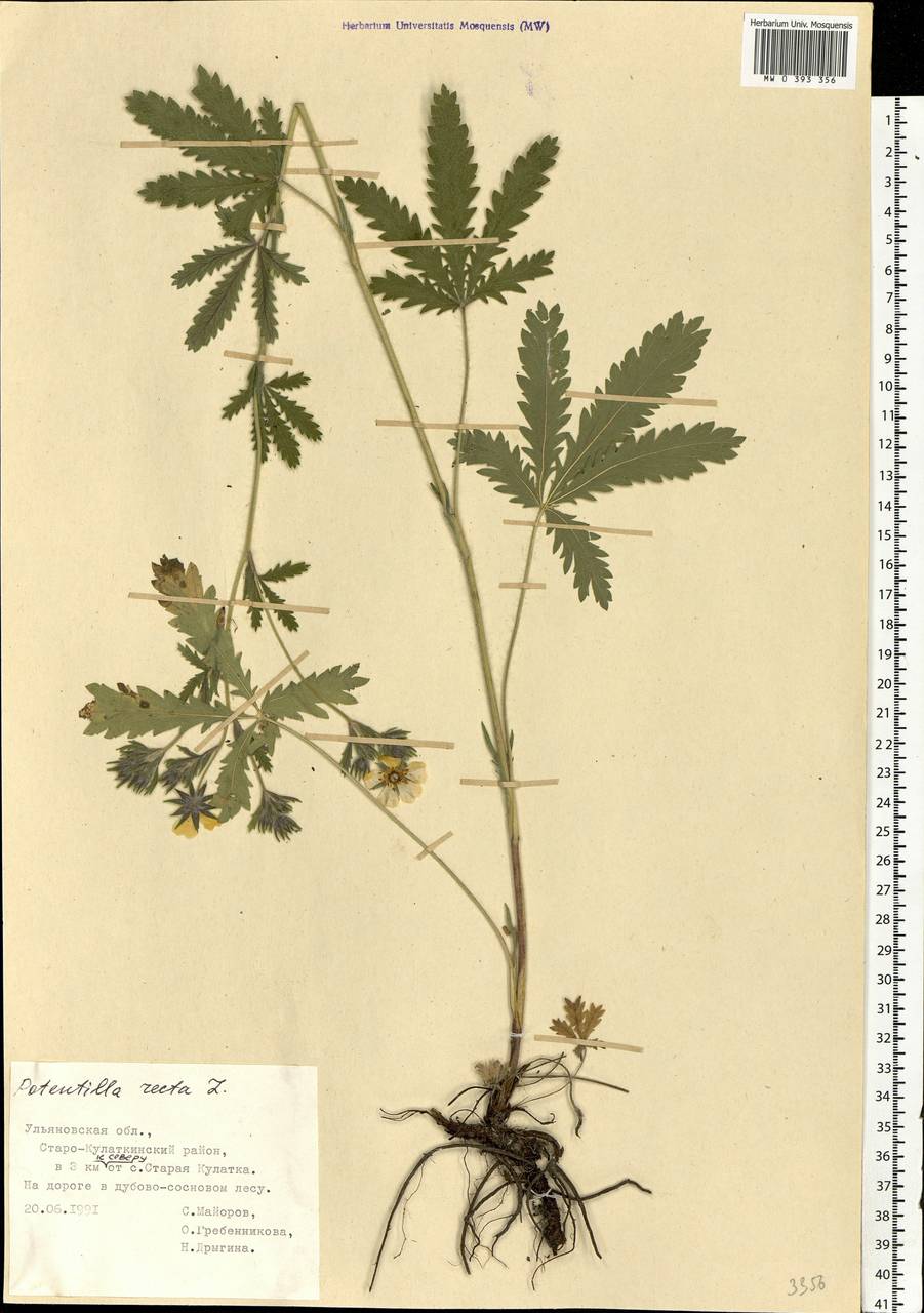 Potentilla recta L., Eastern Europe, Middle Volga region (E8) (Russia)