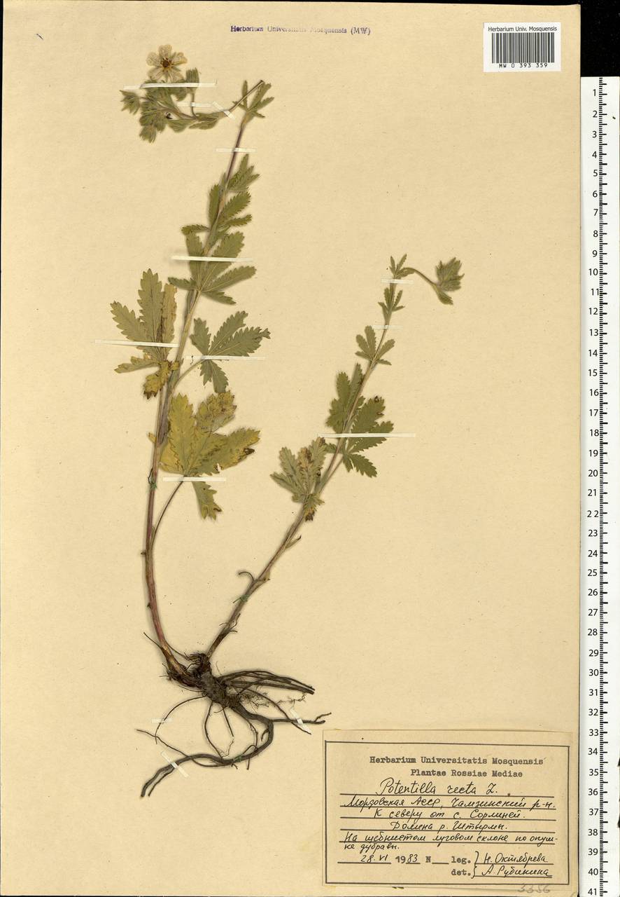 Potentilla recta L., Eastern Europe, Middle Volga region (E8) (Russia)