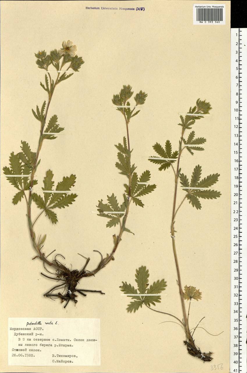 Potentilla recta L., Eastern Europe, Middle Volga region (E8) (Russia)