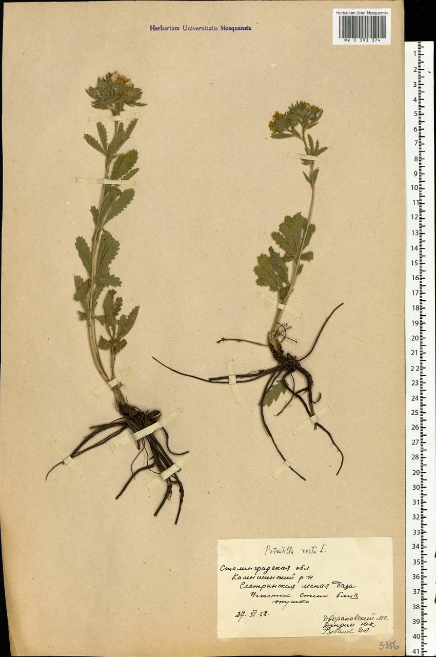 Potentilla recta L., Eastern Europe, Lower Volga region (E9) (Russia)