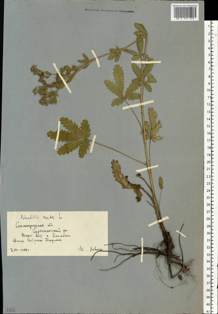 Potentilla recta L., Eastern Europe, Lower Volga region (E9) (Russia)