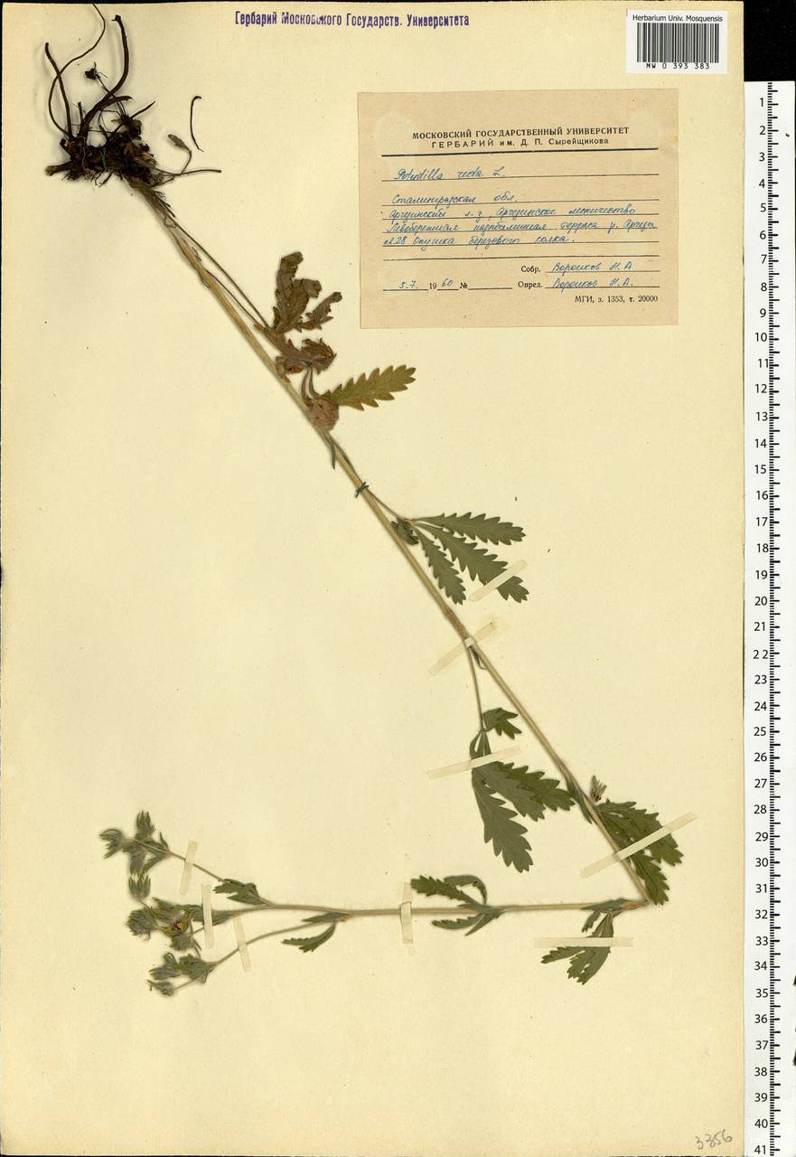 Potentilla recta L., Eastern Europe, Lower Volga region (E9) (Russia)