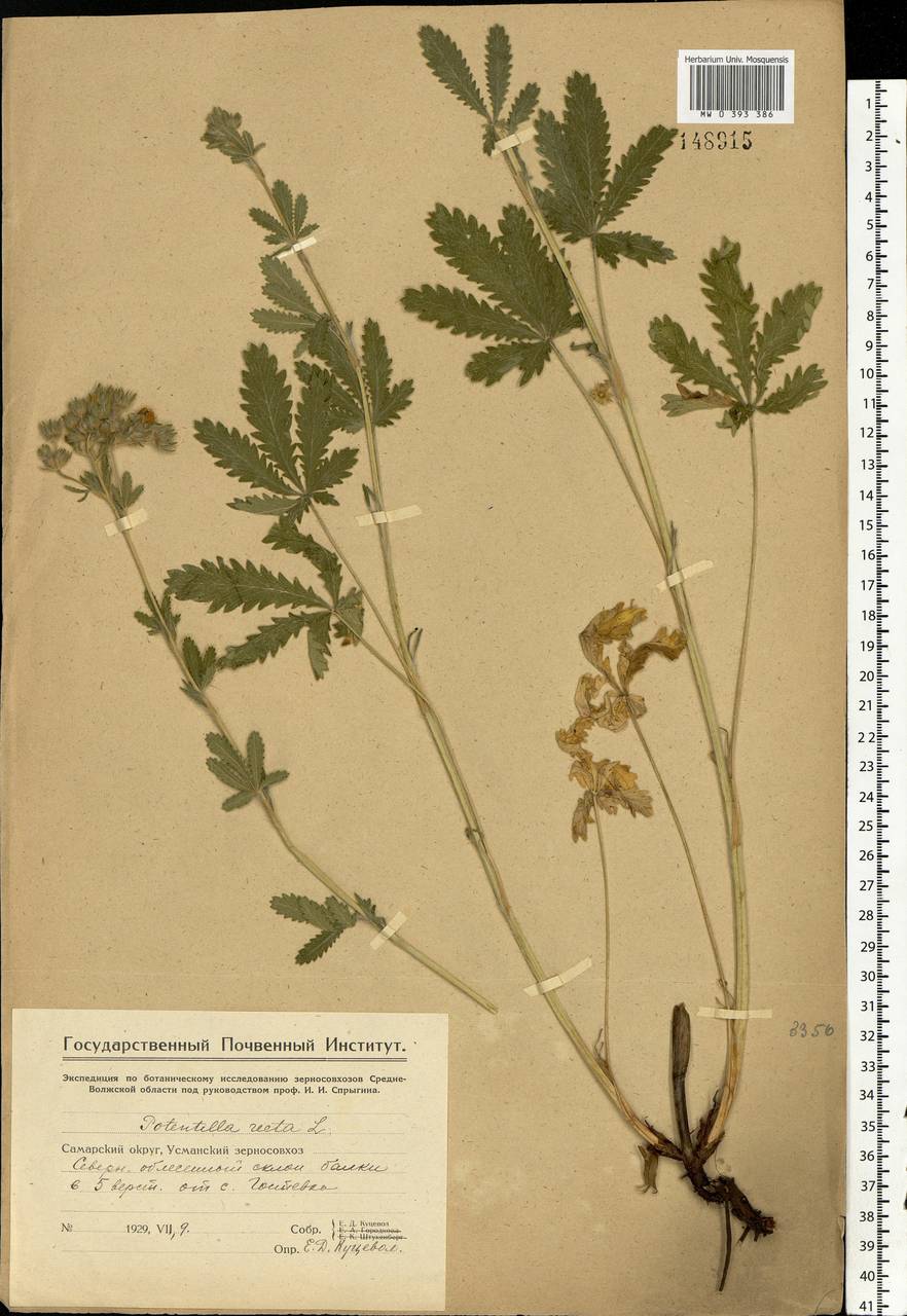 Potentilla recta L., Eastern Europe, Middle Volga region (E8) (Russia)