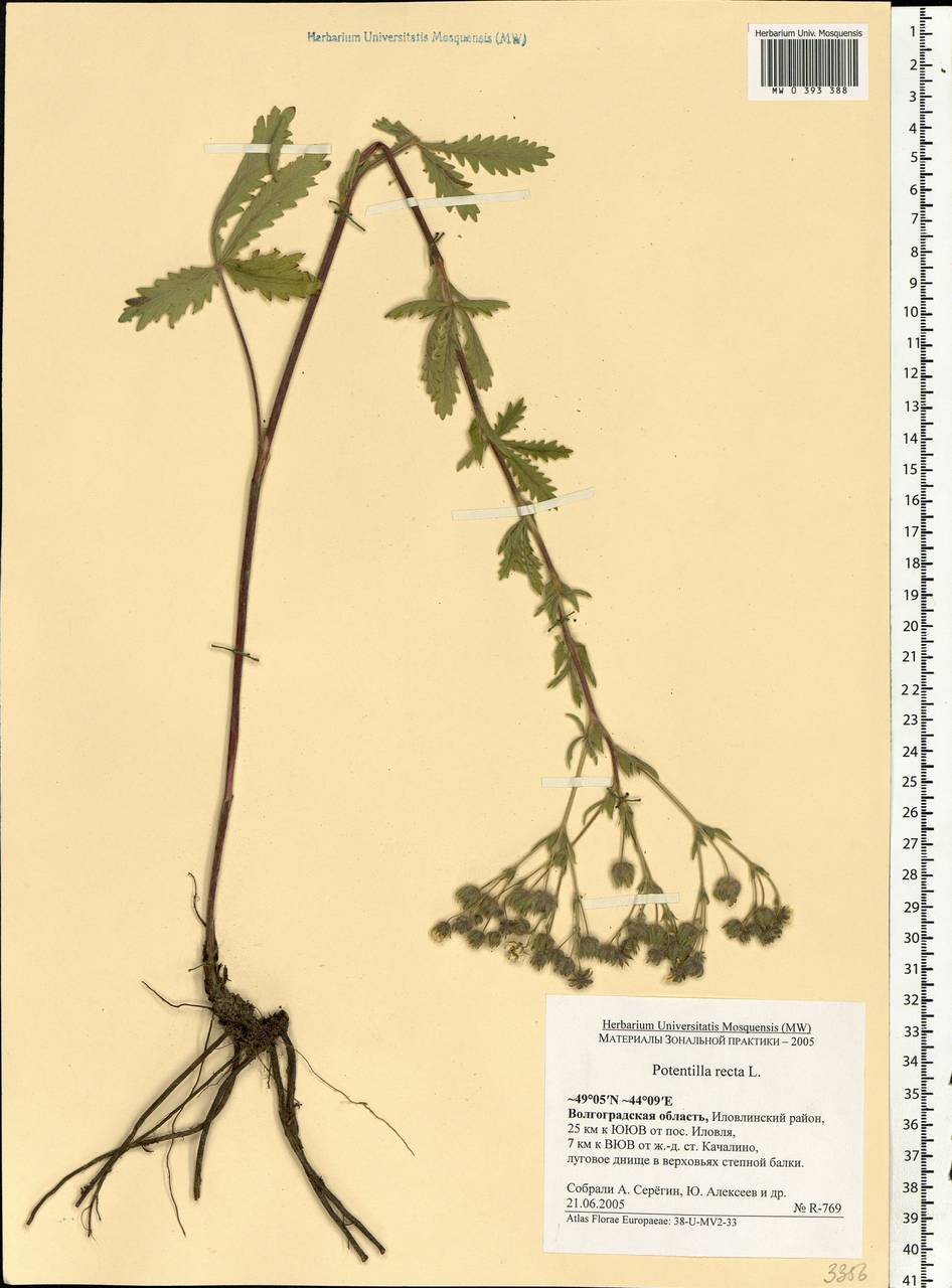 Potentilla recta L., Eastern Europe, Lower Volga region (E9) (Russia)