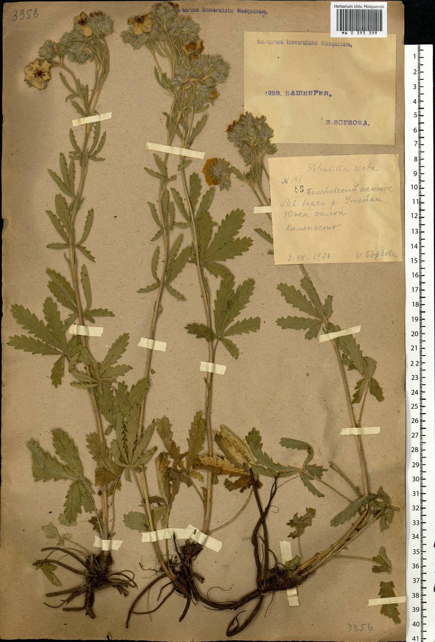 Potentilla recta L., Eastern Europe, Eastern region (E10) (Russia)