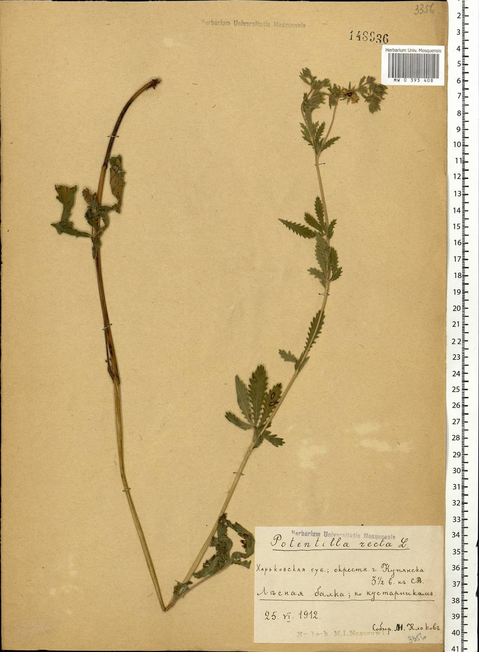 Potentilla recta L., Eastern Europe, North Ukrainian region (E11) (Ukraine)