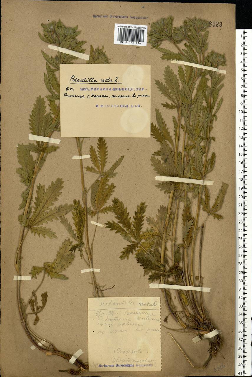Potentilla recta L., Eastern Europe, South Ukrainian region (E12) (Ukraine)