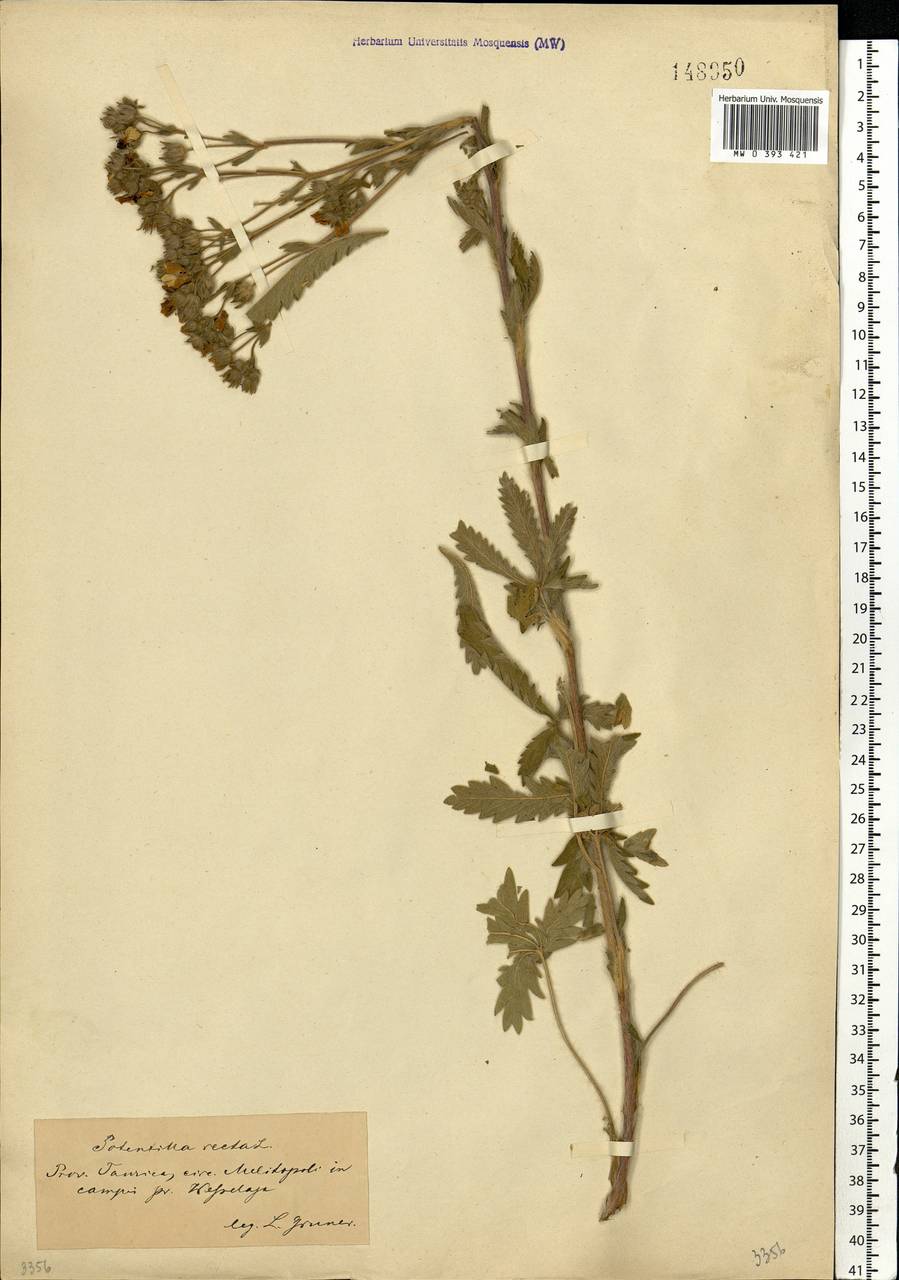 Potentilla recta L., Eastern Europe, South Ukrainian region (E12) (Ukraine)