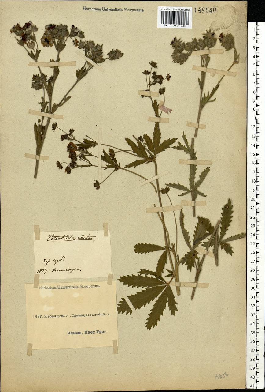 Potentilla recta L., Eastern Europe, South Ukrainian region (E12) (Ukraine)