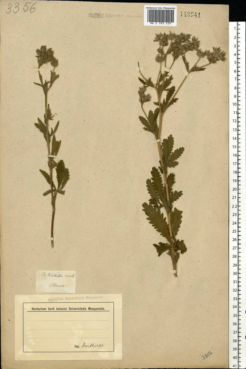 Potentilla recta L., Eastern Europe, South Ukrainian region (E12) (Ukraine)