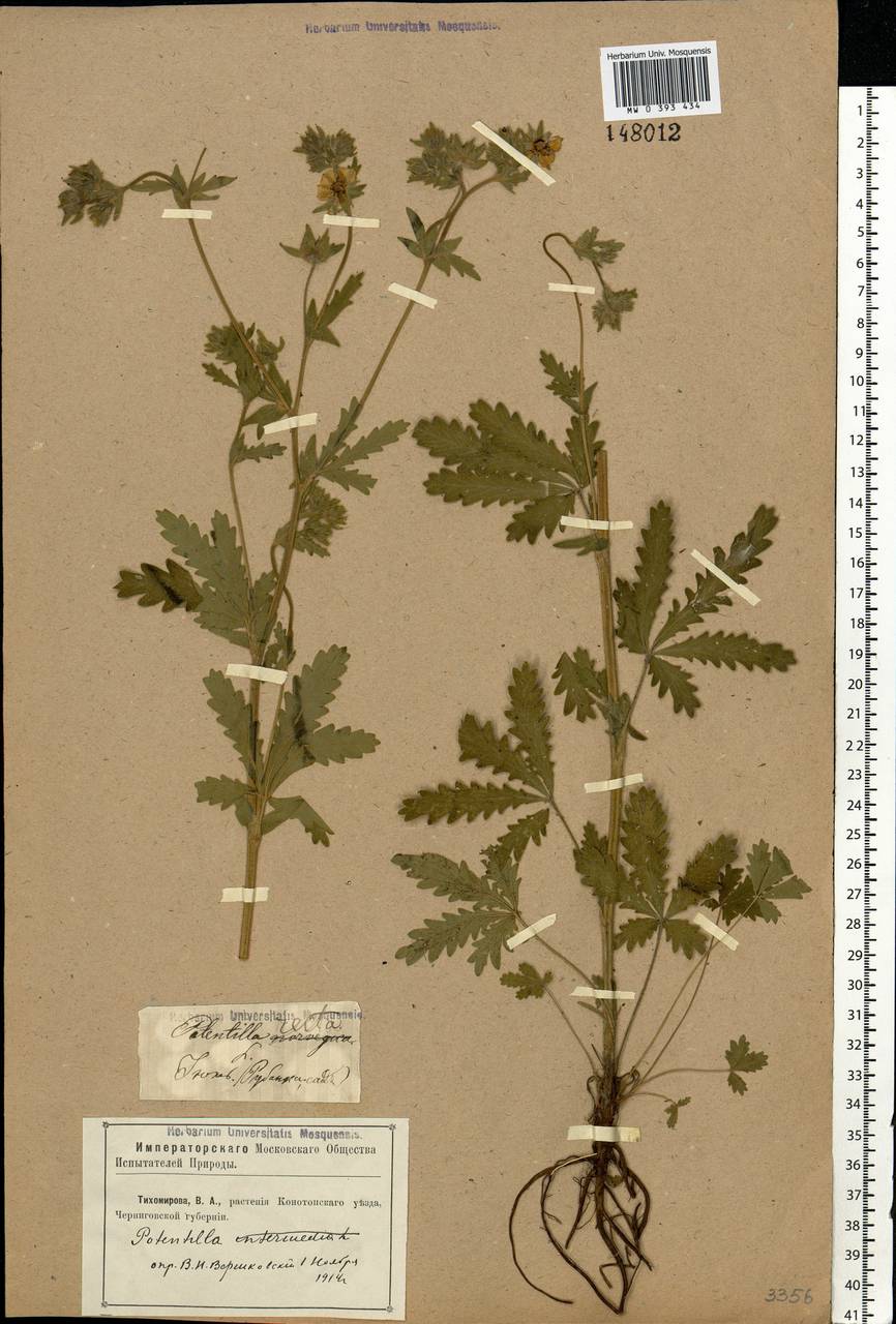 Potentilla recta L., Eastern Europe, North Ukrainian region (E11) (Ukraine)