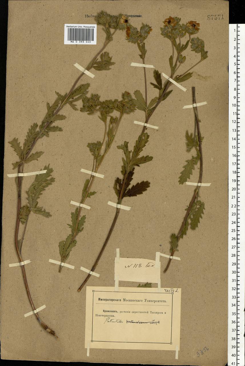 Potentilla recta L., Eastern Europe, Rostov Oblast (E12a) (Russia)