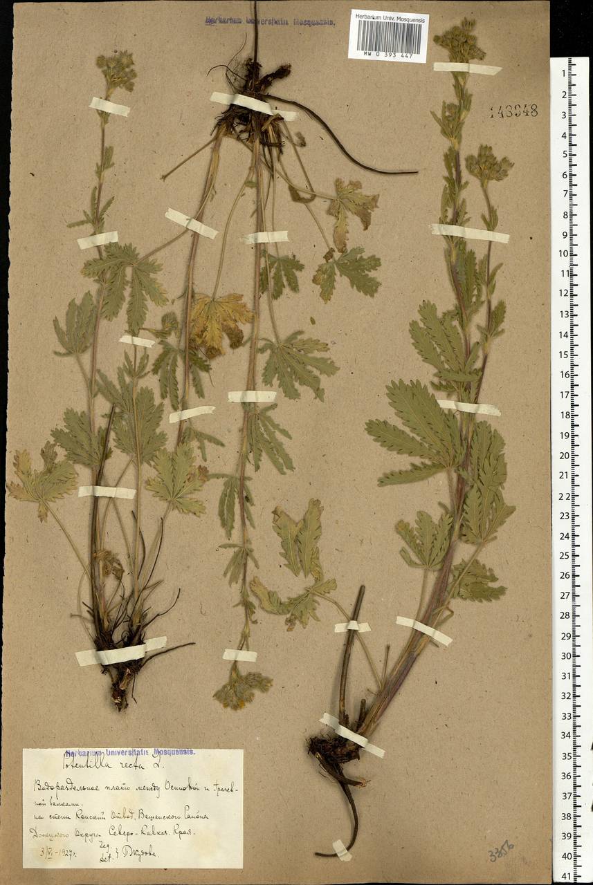 Potentilla recta L., Eastern Europe, Rostov Oblast (E12a) (Russia)